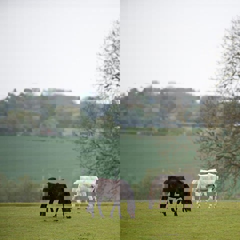 Grazing
