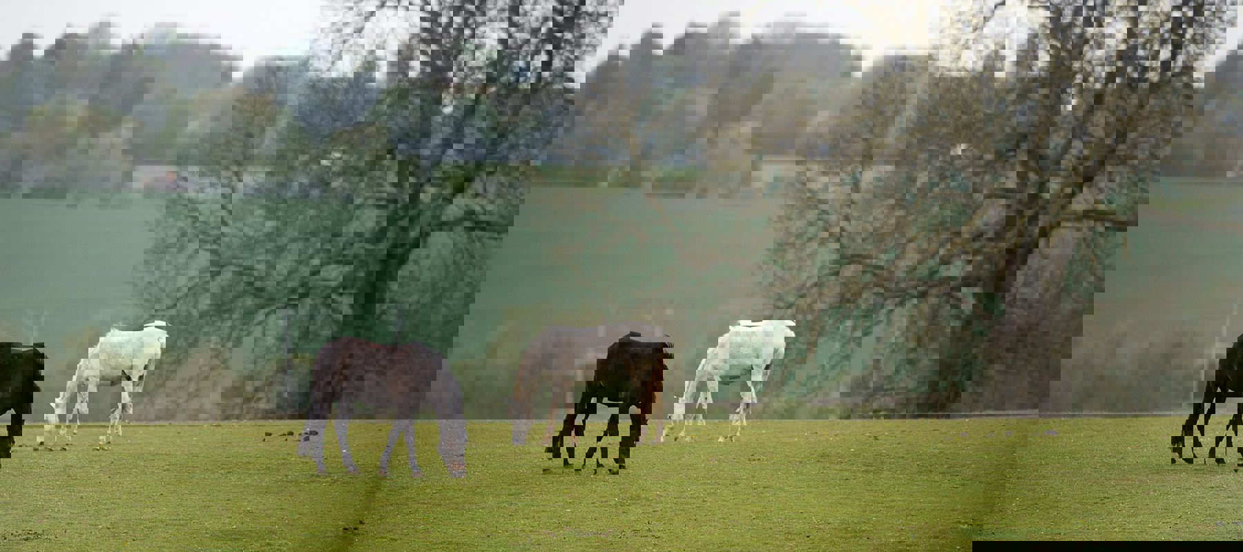 Grazing