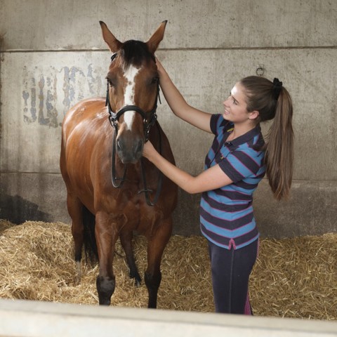 woman caring for the horse