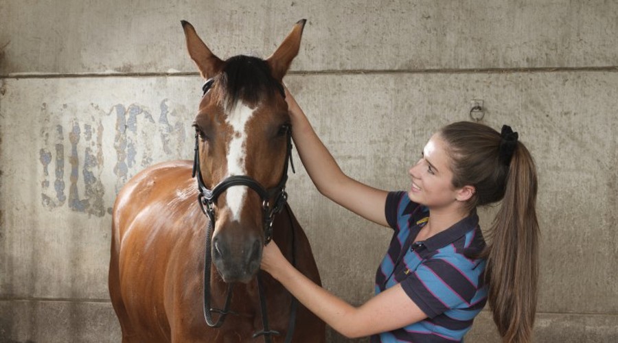 woman caring for the horse