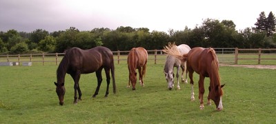 pasture management horses