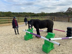 Female leads a black pony with a white face in a space training exercise in a riding arena, with four poles surrounding the pony