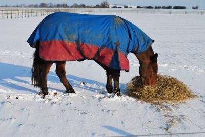 Horse eating in a snowy field
