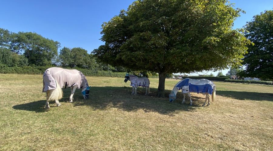 IMG 2404 (3)