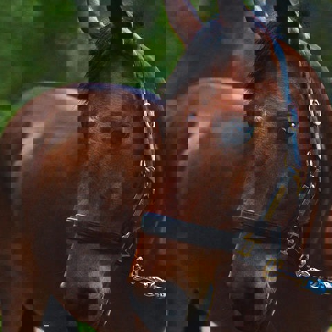 LG Image 5